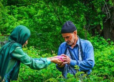 فصل گلابگیری و عطر بهشت در قمصر و کاشان فصل گلابگیری و عطر بهشت در قمصر و کاشان